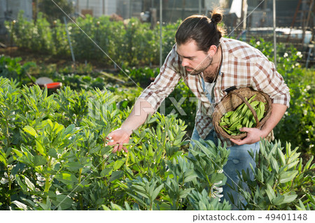 Man gardening on broad beans beds Man gardening on broad beans beds 49401148