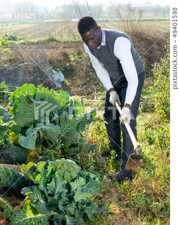 Man hoeing soil on cauliflower plantation 49401598