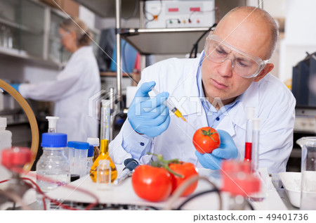 Geneticist injecting additives into tomatoes Geneticist injecting additives into tomatoes 49401736