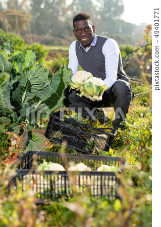 Man harvesting cauliflowers 49401771
