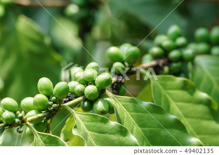 Green coffee beans on tree in the garden Green coffee beans on tree in the garden 49402135