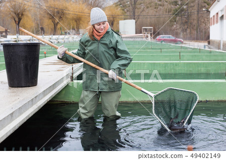 Female standing in water catching fish on sturgeon farm Female standing in water catching fish on sturgeon farm 49402149