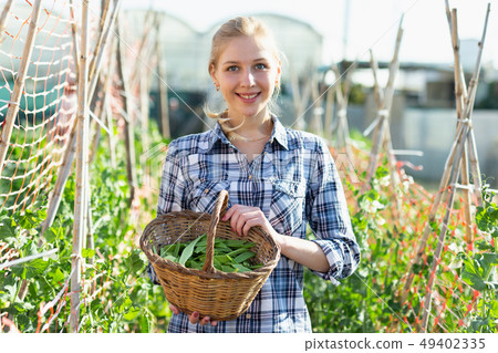 Woman picking green beans 49402335
