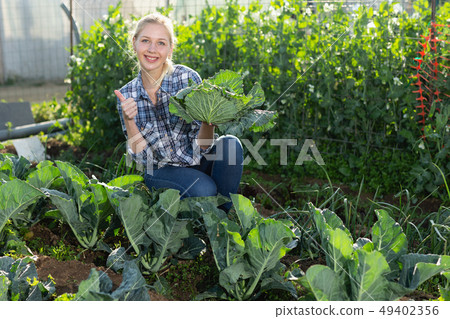 Woman harvesting cabbage 49402356
