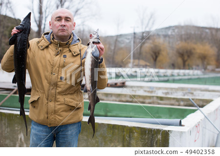 Fish farmer holding sturgeons Fish farmer holding sturgeons 49402358