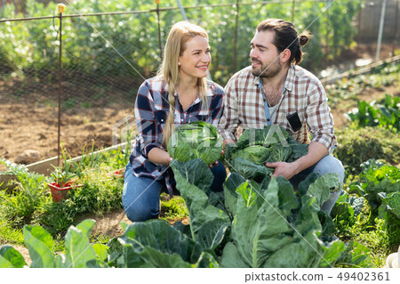 Gardeners checking cabbage Gardeners checking cabbage 49402361