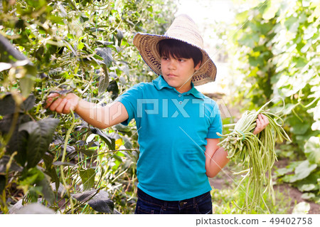 Little boy picking harvest of chinese vigna in sunny garden at farm Little boy picking harvest of chinese vigna in sunny garden at farm 49402758