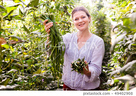 Young female gardener picking harvest of vigna in garden at sunny day Young female gardener picking harvest of vigna in garden at sunny day 49402908