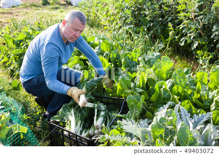 Male gardener picking mangold while gardening in outdoor garden Male gardener picking mangold while gardening in outdoor garden 49403072