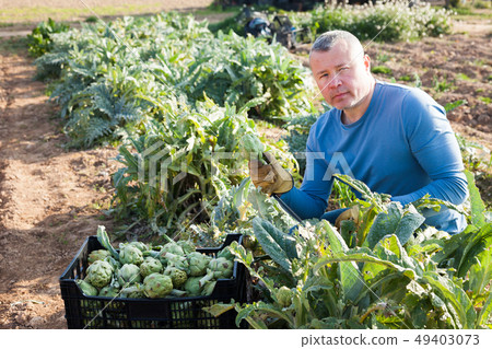 Man professional gardener picking artichokes to crate in garden Man professional gardener picking artichokes to crate in garden 49403073