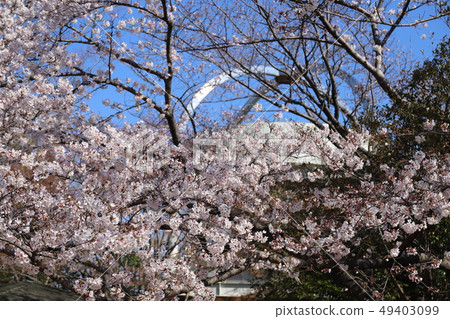 Futamurayama cherry blossom Futamurayama cherry blossom 49403099
