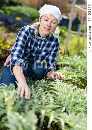 Girl cuts ripe artichokes with a pruner in the garden 49403126