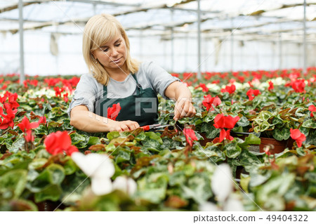 Woman while gardening flowers of red cyclamen in pots indoors in hothouse Woman while gardening flowers of red cyclamen in pots indoors in hothouse 49404322