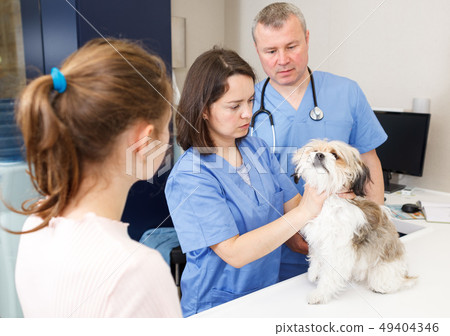 Two veterinarians inspecting dog Two veterinarians inspecting dog 49404346