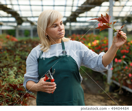 Mature female florist in apron with scissors working with begonia plants Mature female florist in apron with scissors working with begonia plants 49404484