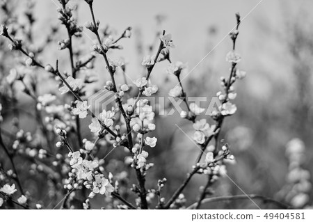 White plum. White plum. 49404581