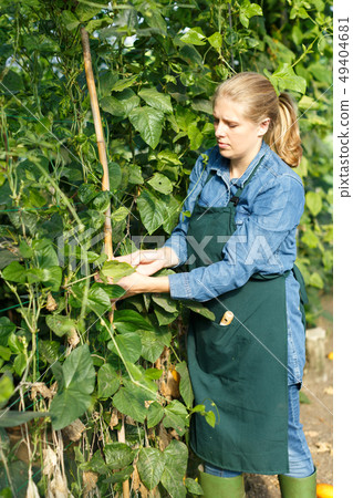 Young woman gardener with bamboo stick working with marrow seedlings Young woman gardener with bamboo stick working with marrow seedlings 49404681