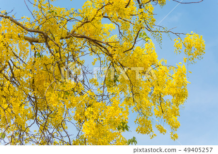 Cassia fistula, known as golden rain tree 49405257