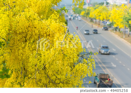Cassia fistula, known as golden rain tree 49405258