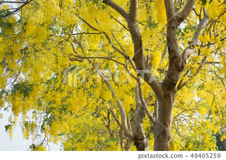Cassia fistula, known as golden rain tree Cassia fistula, known as golden rain tree 49405259