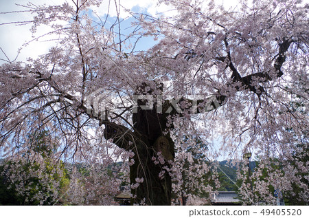 Nanzenji Nanzenji 49405520