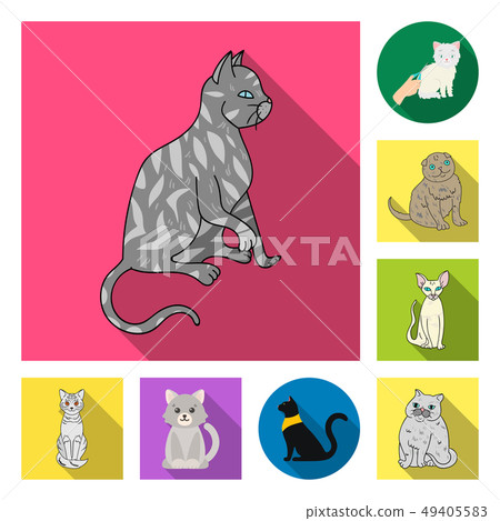 Vector illustration of pet and sphynx logo. Collection of pet and fun vector icon for stock. Vector illustration of pet and sphynx logo. Collection of pet and fun vector icon for stock. 49405583