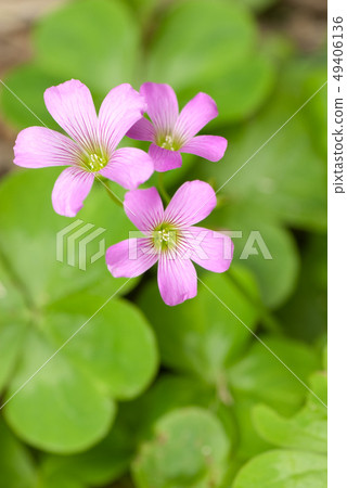 Purple sweet and vine sorghum purple sweet potato (scientific name Oxalis corymbosa) 49406136