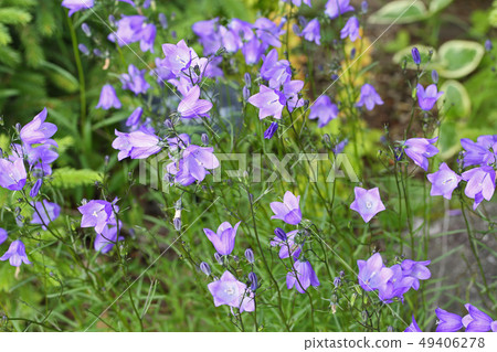 Delicate and lovely Itshajin Delicate and lovely Itshajin 49406278