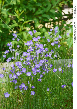 精緻可愛的Itshajin 49406279