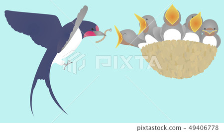 Blue background with swallow parent and child 49406778
