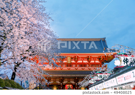 盛開的淺草寺櫻花 49408025
