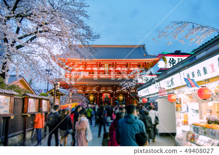 盛開的淺草寺櫻花 49408027