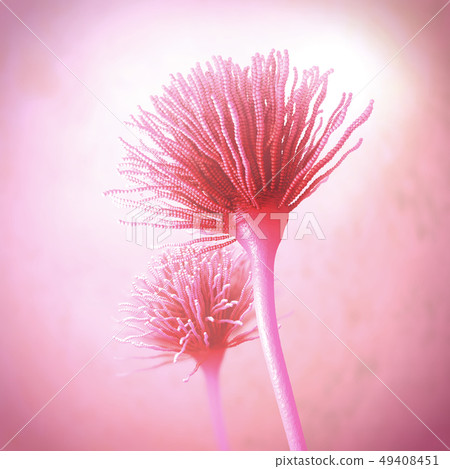 Microscopic image of growing molds or mold fungus Microscopic image of growing molds or mold fungus 49408451