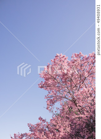 Full bloom Sakura and blue sky background Full bloom Sakura and blue sky background 49408931
