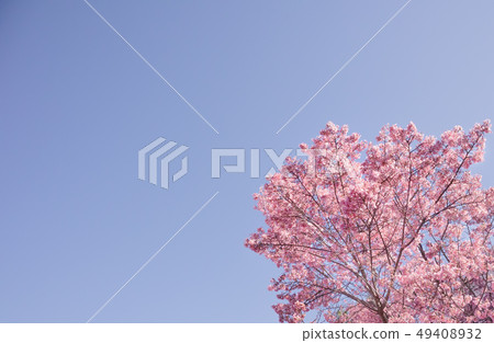 Full bloom Sakura on blue sky background Full bloom Sakura on blue sky background 49408932