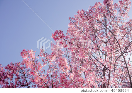 Full bloom Sakura in sunlight Full bloom Sakura in sunlight 49408934