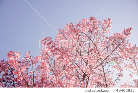 Full bloom Sakura cherry blossom in sunlight Full bloom Sakura cherry blossom in sunlight 49408935
