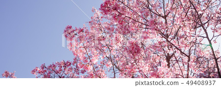 Full bloom Sakura basking in sunlight 49408937