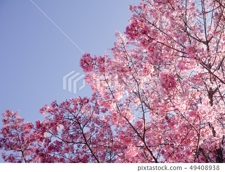 Full bloom Sakura basking in sunlight clear sky Full bloom Sakura basking in sunlight clear sky 49408938
