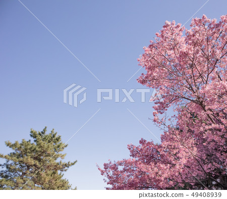 Full bloom Sakura and tree on blue sky background Full bloom Sakura and tree on blue sky background 49408939