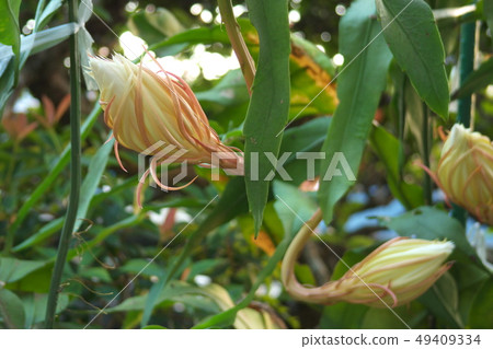 月光之夜的晚上 49409334