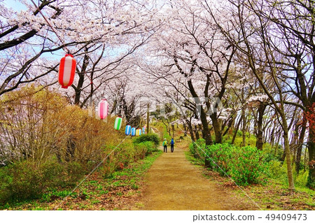 Hirohosan Park / Azumayama Course從Gonjosan到Hirohosan的一排櫻花樹 49409473