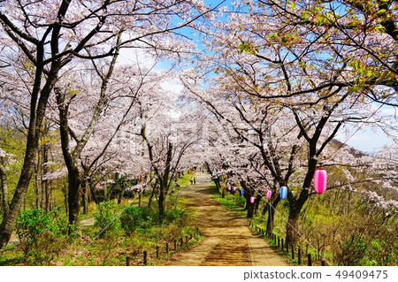 Hirohosan Park / Azumayama Course從Gonjosan到Hirohosan的一排櫻花樹 49409475