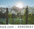 在鐵絲網附近的樹藤 49409683
