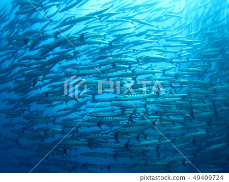 Flock of Barracudas Shipadan Malaysia Flock of Barracudas Shipadan Malaysia 49409724