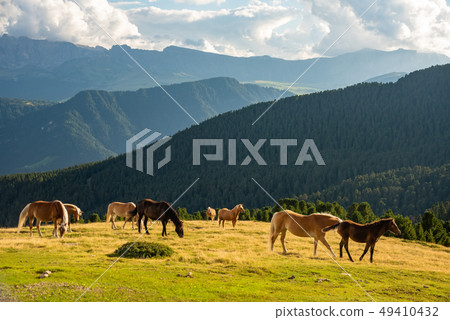 Horse over Dolomite landscape Geisler Odle mountain Dolomites Group Val di Funes Horse over Dolomite landscape Geisler Odle mountain Dolomites Group Val di Funes 49410432