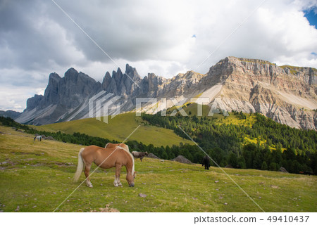 Horse over Dolomite landscape Geisler Odle mountain Dolomites Group Val di Funes 49410437