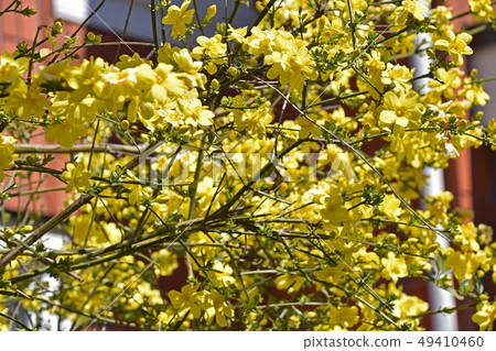 大雞蛋花(黃梅花偽) 大雞蛋花(黃梅花偽) 49410460