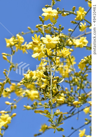 大雞蛋花(黃梅花偽) 大雞蛋花(黃梅花偽) 49410461