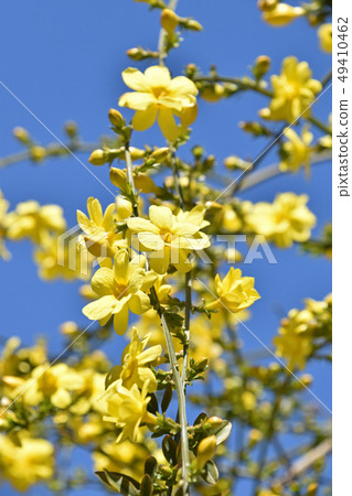 Great Plumeria (yellow plum pseudo) Great Plumeria (yellow plum pseudo) 49410462